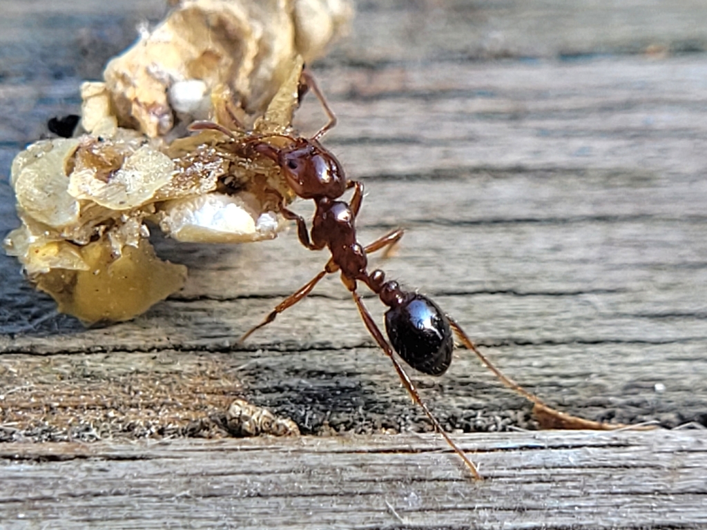 Red Imported Fire Ant (Solenopsis invicta)